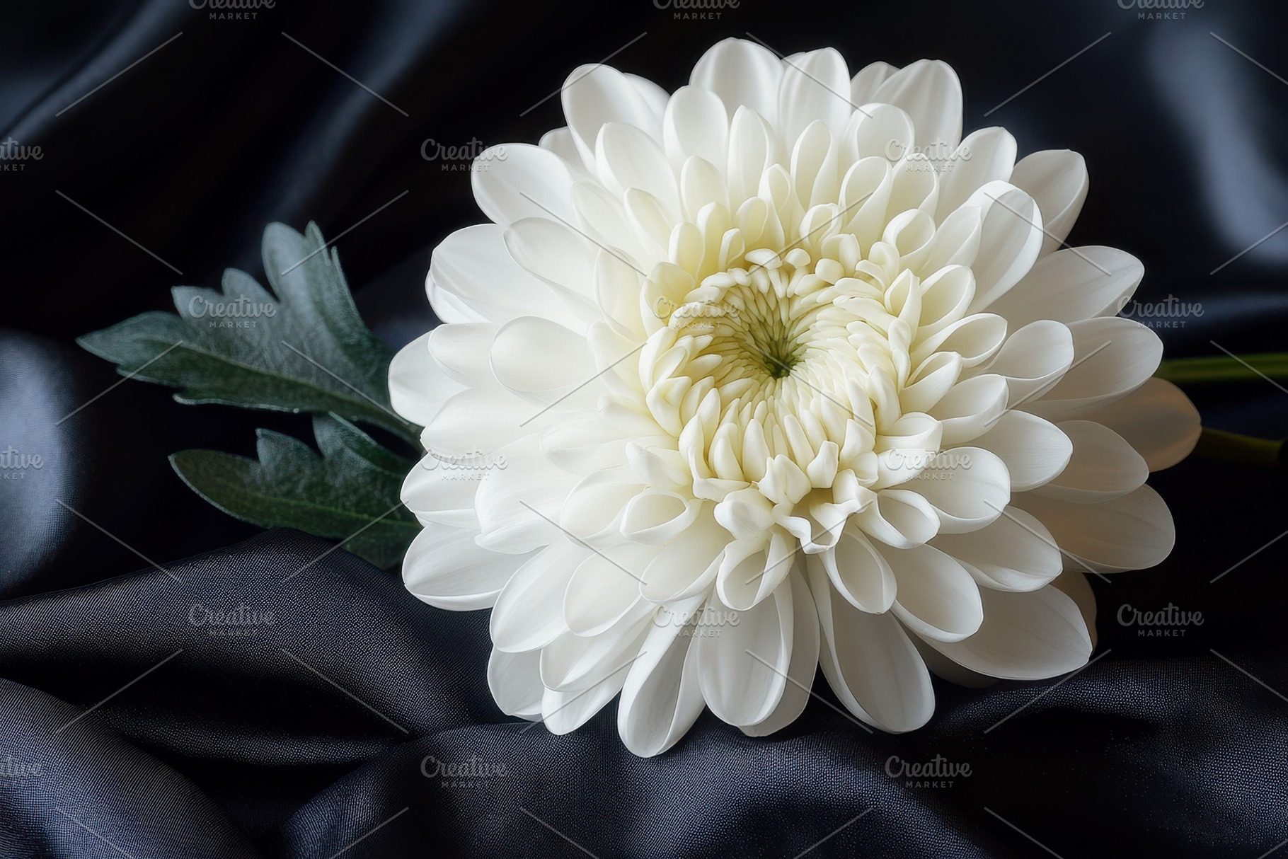 White Chrysanthemum on Black Silk El, a Background Photo by Pixeness Studio