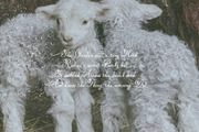 Soft Omen: Delicate Script Font, a Script Font by Mneme (Thumbnail 8 of 9)
