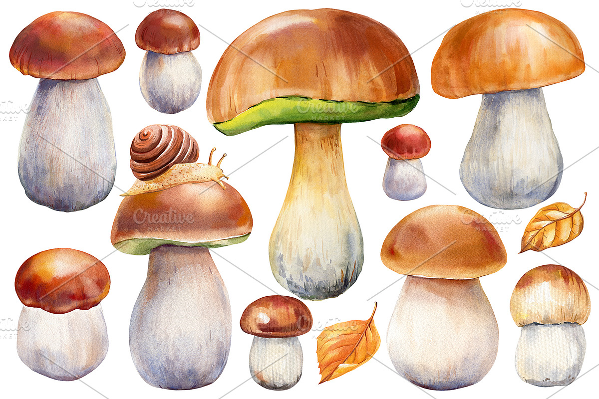Mushrooms Forest watercolor painting, an Object Illustration by Hanna Hryharenka (Photo 5 of 11)