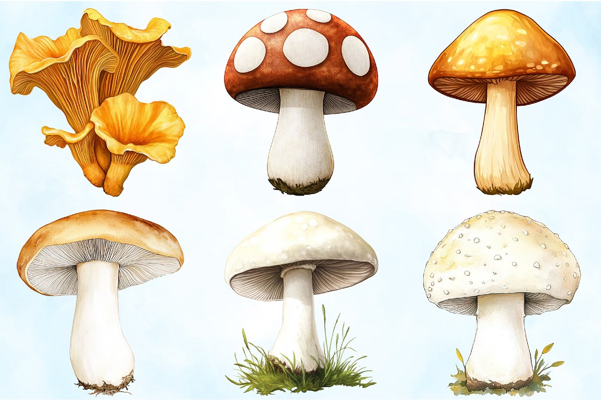 Watercolor Edible Mushrooms Clipart, an Illustration by Craft Nest (Photo 4 of 6)