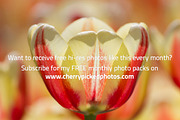 Spring Tulips - photo pack, a Templates & Theme by Cherry Picked Photos (Thumbnail 5 of 5)
