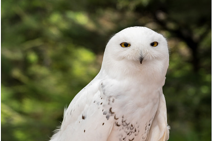 Close up of Snowy Owl against green, an Animal Photo by Backyard Stock