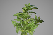 Potato plant, an Environmental 3D Model by AndrewWhite (Thumbnail 2 of 11)