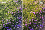 Film Presets Bundle Kodak, a Preset Add-On by VHC GRAPHICS (Thumbnail 8 of 10)