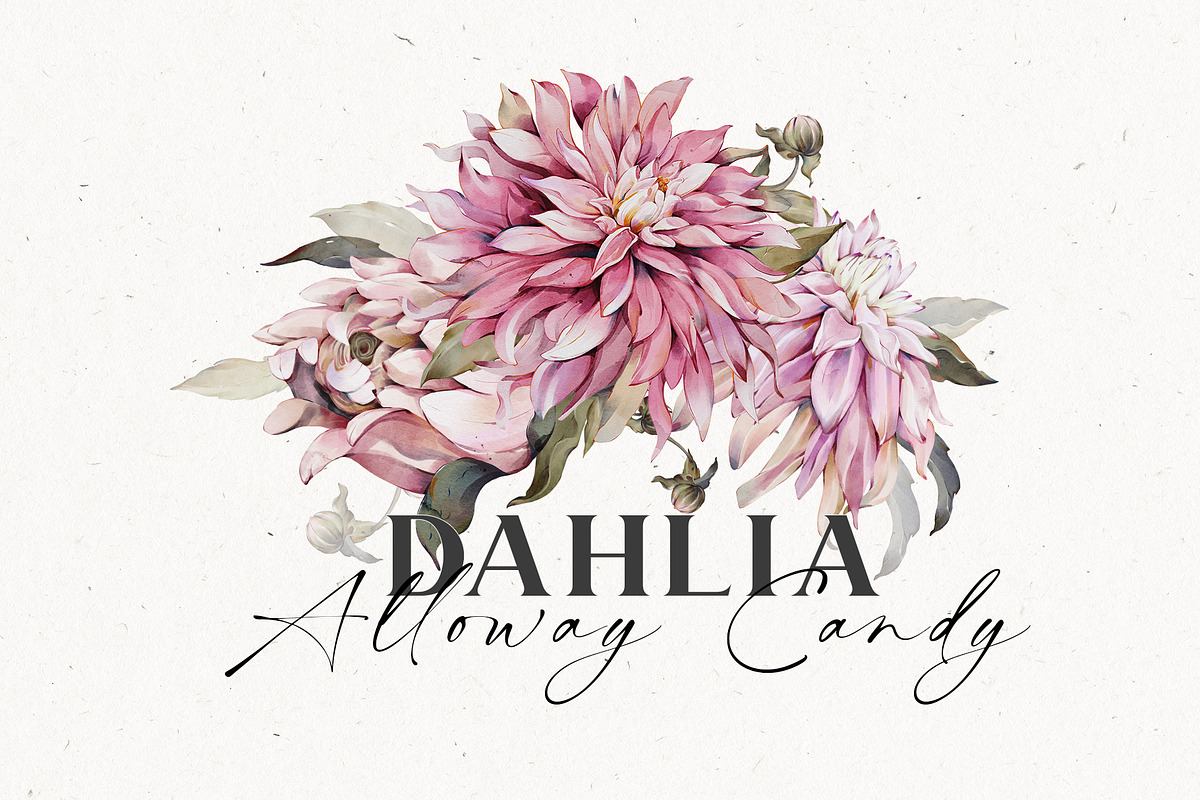 Watercolor Dahlia Floral Elements, a Decorative Illustration by Damian Roh (Photo 1 of 12)