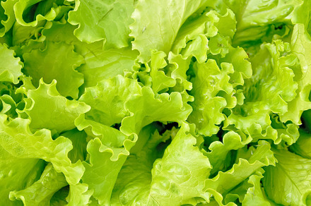 Texture of green lettuce, a Food & Drink Photo by rezkrr
