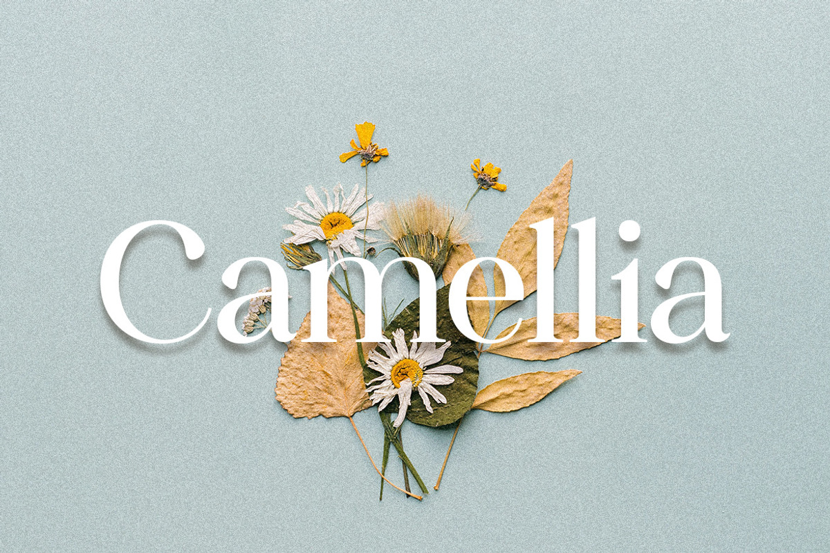 Camellia Serif Font, a Serif Font by Mayofont (Photo 1 of 5)