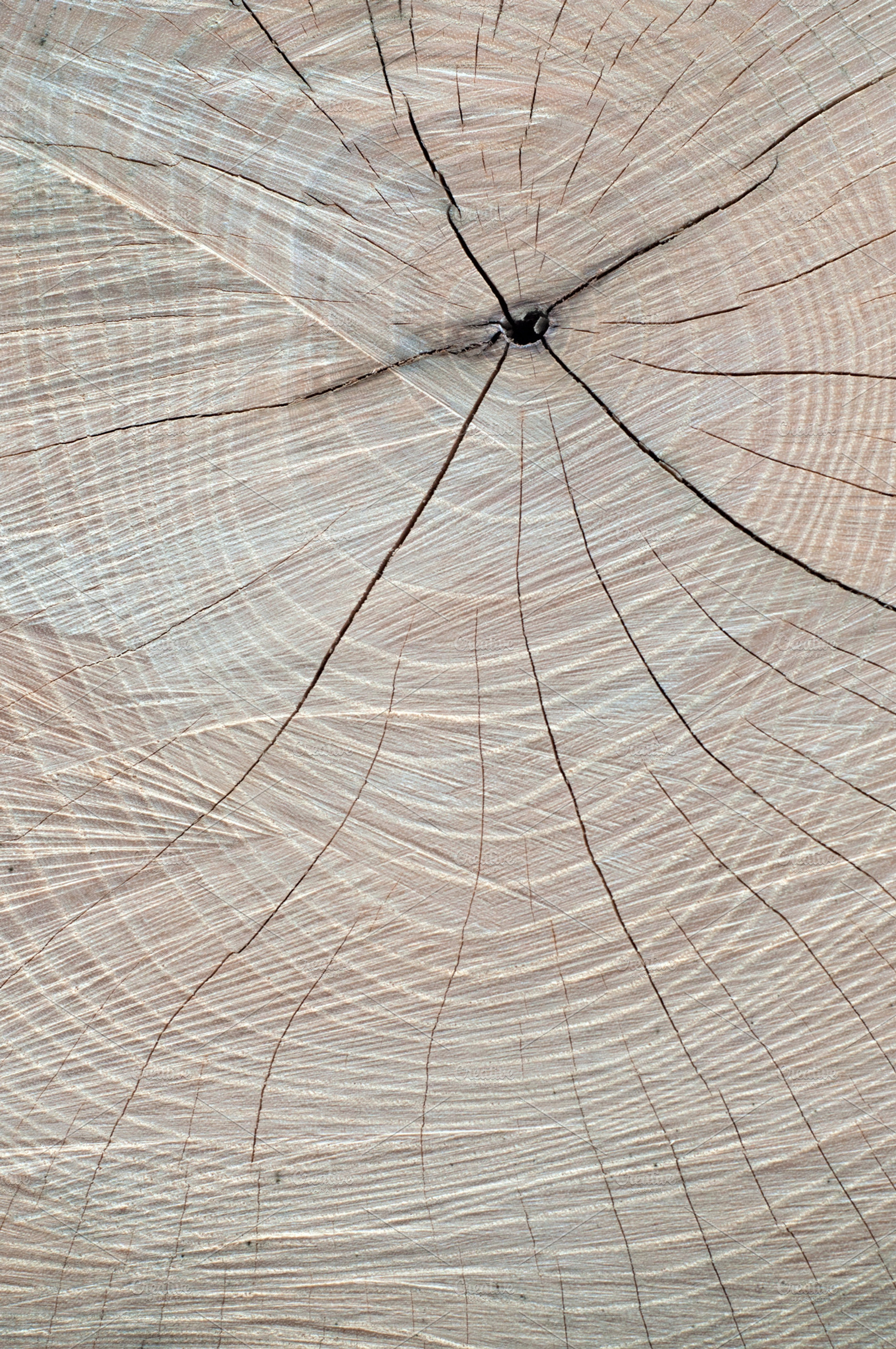 Sawed Wood Texture