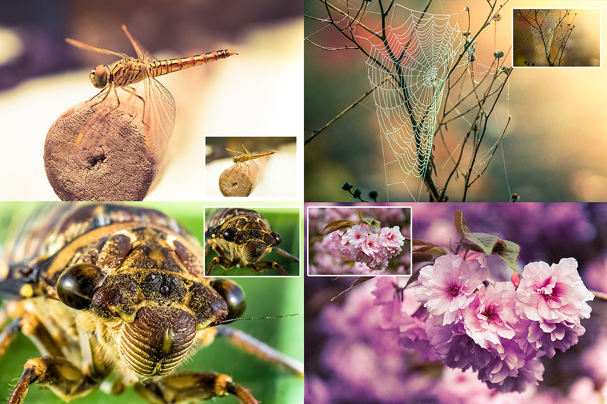 40 Macro Lr Presets preview 4