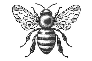 Honeybee engraving sketch vector, an Animal Illustration by AlexArt