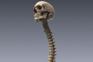 Human Skeleton Rigged