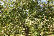 Fall Apple Picking - 10 Stock Photos, a Nature Photo by RIK Photography (Thumbnail 8 of 8)