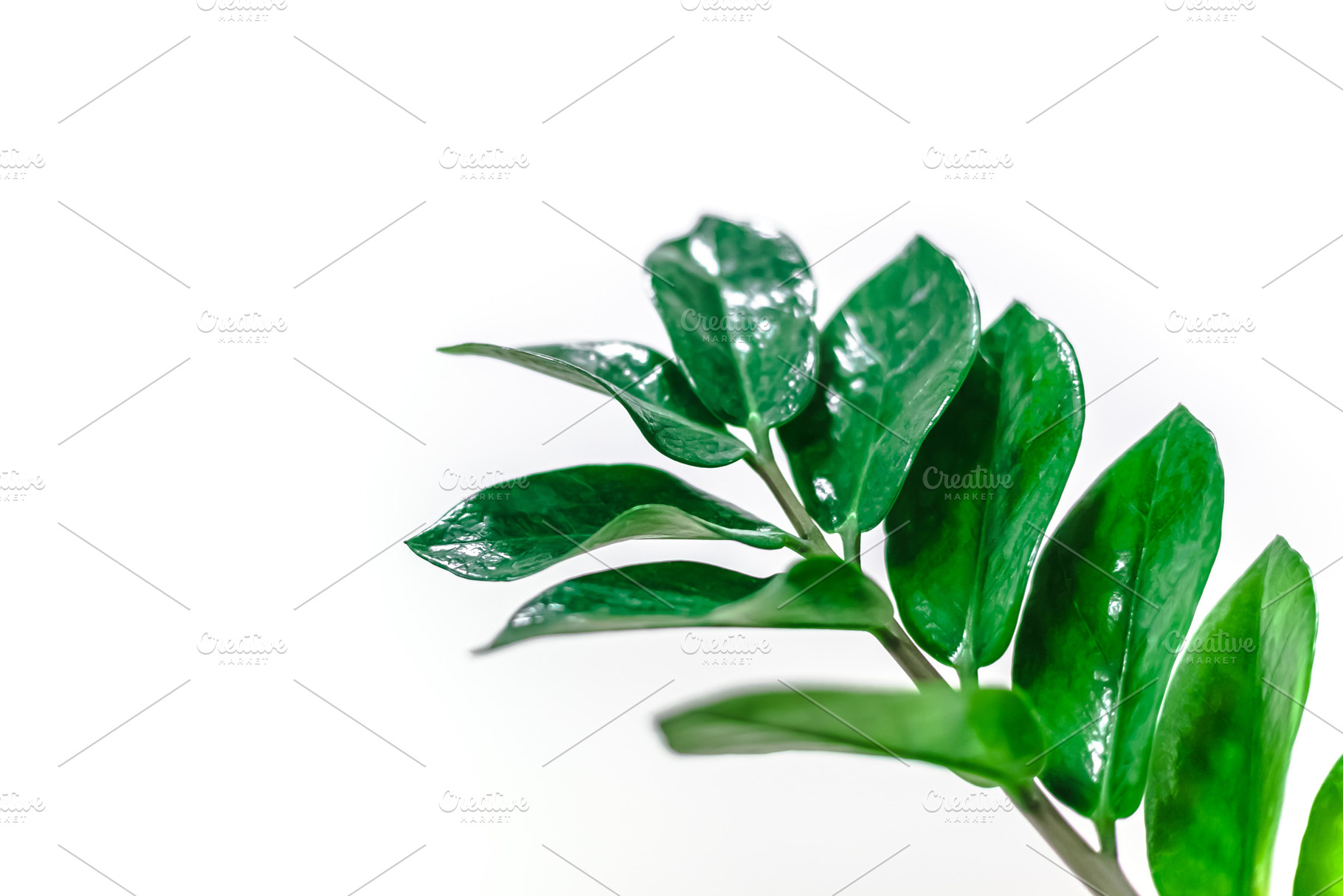 Green plants leaves on white background, a Nature Photo by Dvoevnore photos