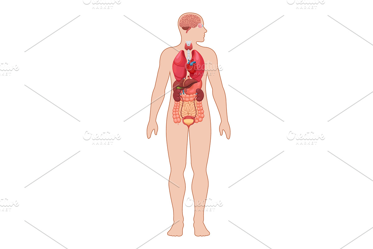 Human anatomy diagram, a Healthcare Illustration by Yayasya (Photo 1 of 3)