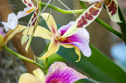 Orchid flower, colorful cymbidium, a Nature Photo by GoodGoods