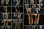 Animal Legs - 49 images, an Animal Photo by Handmadefont (Thumbnail 2 of 13)