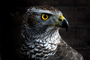 Hawk containing hawk, nature, and animal