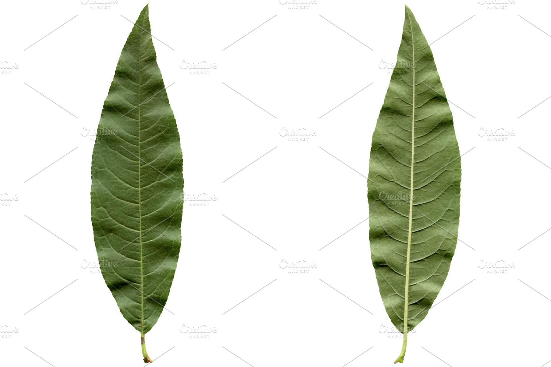 Peach Leaf