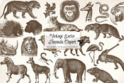 Vintage Exotic Animals Clipart, an Animal Illustration by Digital Curio (Thumbnail 1 of 2)
