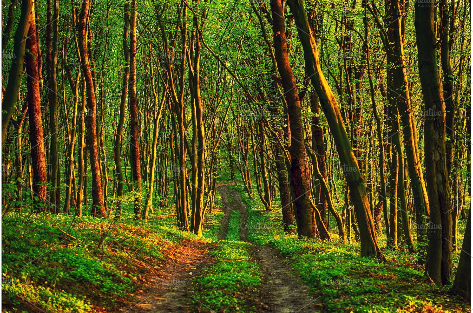Flowering green forest, spring, a Nature Photo by Nature and travel