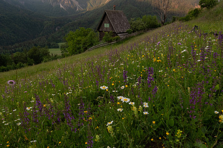 Flowers on the meadow in the mountains, a Nature Photo by Dreamy Pixel
