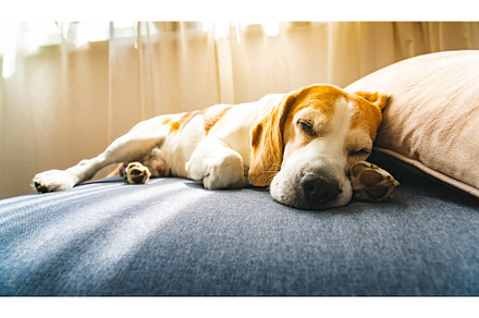 A Beagle dog and white dog is