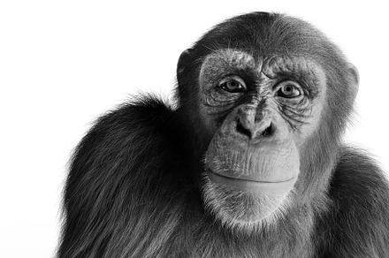 Chimpanzee monkey isolated on white, an Animal Photo by Photocreo Michal Bednarek