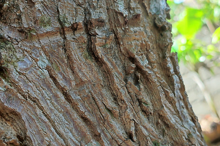 Tree trunk, a Nature Photo by Rhealea_Design