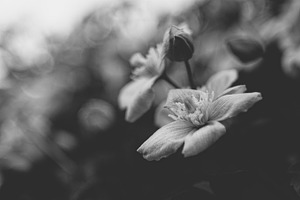 Flower containing flower, nature, and photography