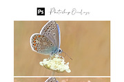 50 Overlays Photoshop preview 5