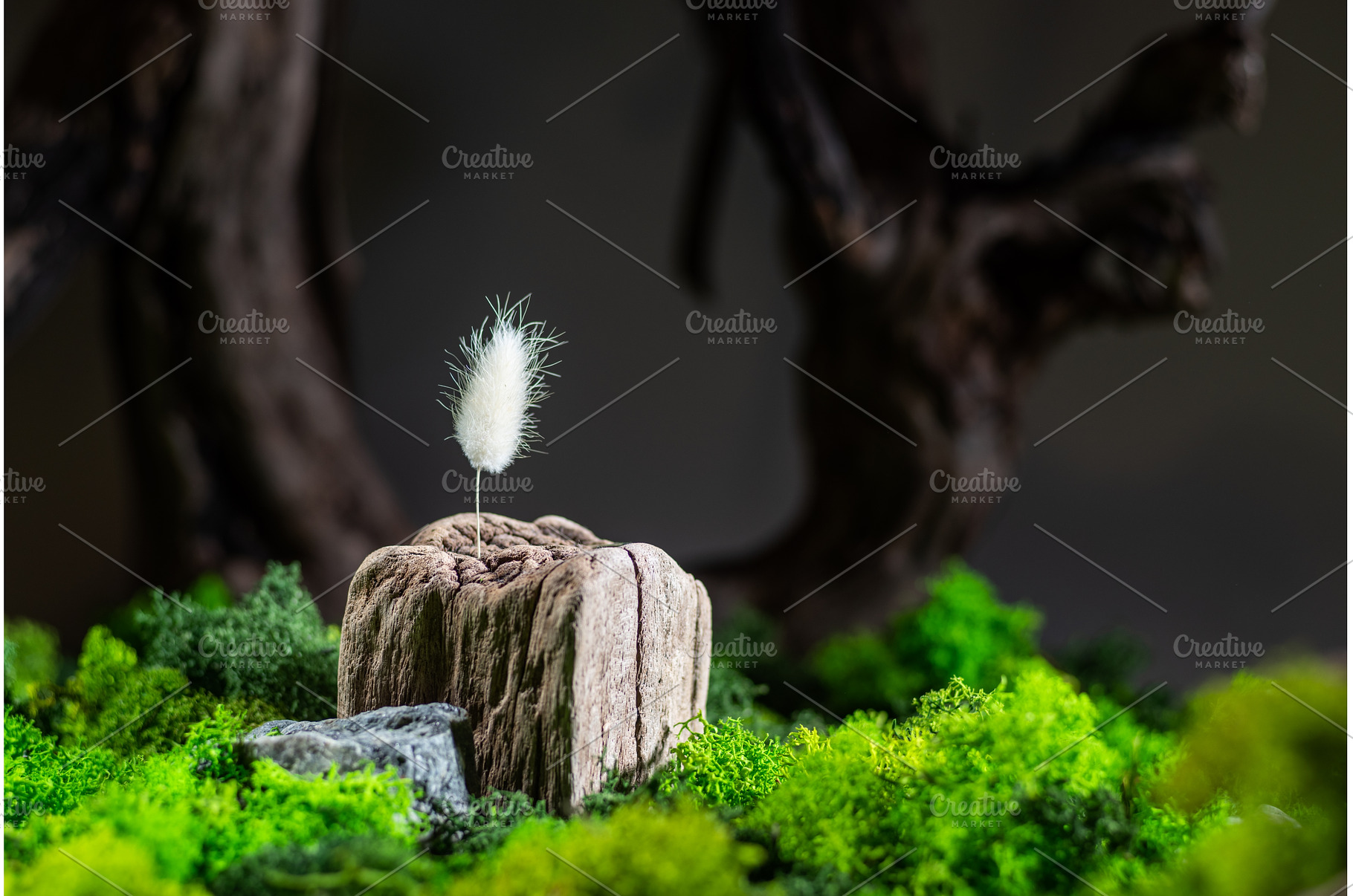 Photo composition of plants and moss, a Background Photo by Stockphoto by vzwer