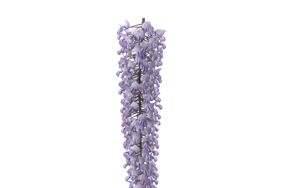 Wisteria, an Environmental 3D Model by AndrewWhite (Photo 6 of 10)
