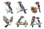 Downy Woodpecker Clipart, Woodpecker, an Illustration by SinaCreation (Thumbnail 3 of 4)