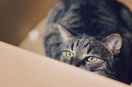 Cat stock photograph preview 6