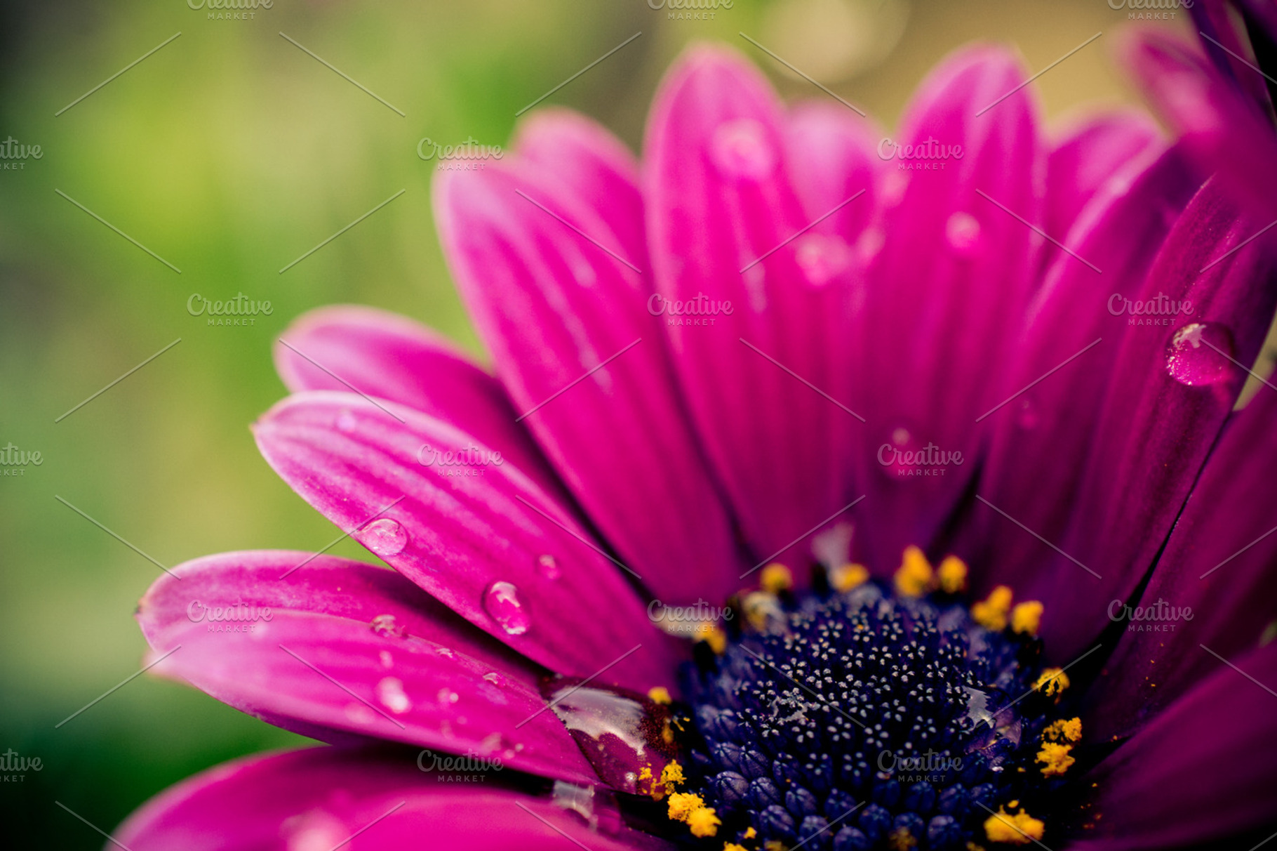 Purple flower stock photo containing purple and flower, a Nature Photo by Athina Vassiliou