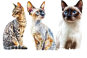 Watercolor Cat Breeds – Volume 1, an Animal Illustration by PrintHaven Designs (Thumbnail 4 of 10)