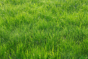 Green grass, a Photo by saiko3p