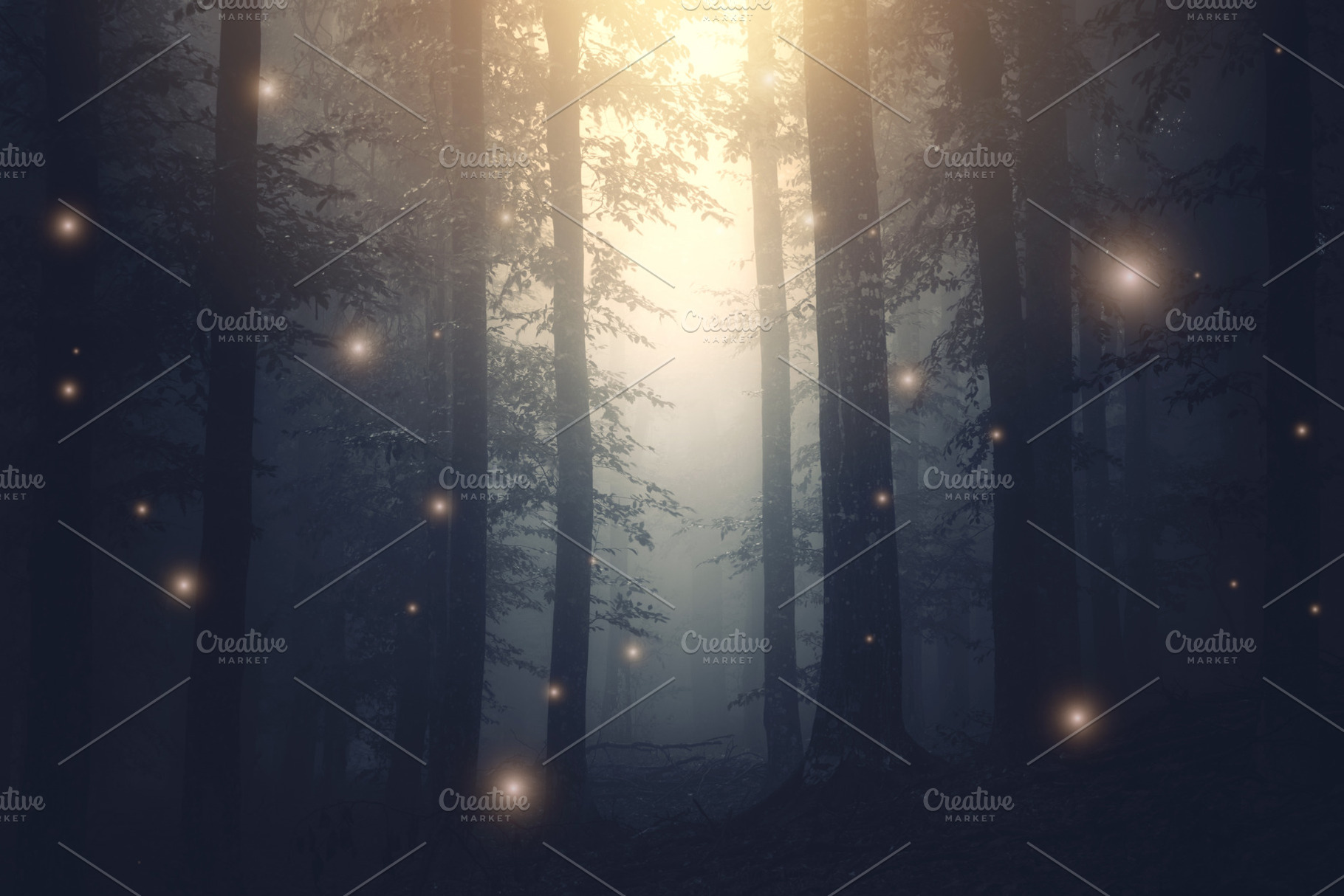 Fairy tale forest, a Nature Photo by Atmospheric visuals