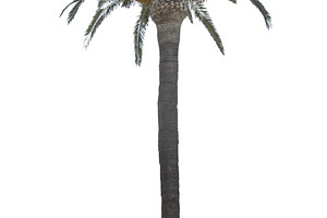 Tall slim palm tee isolated photo, a Nature Photo by DanFLCreativo