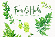 Ferns. Watercolor Botanical Clipart, an Object Graphic by JSolomatina (Thumbnail 2 of 3)