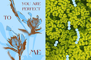 HERBARIA. Pressed Wildflower Scans, an Object Graphic by Schumacher Shop (Thumbnail 12 of 21)