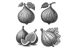 Fig fruit engraving set vector, a Food Illustration by AlexArt