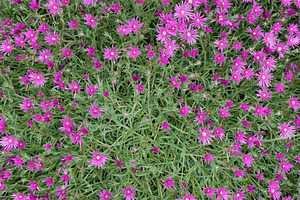 trailing iceplant purple flower scient. name Lampranthus spectab, a Photo by WorldOfPhotos