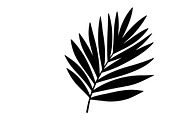 Stylish tropical palm wall decor, an Illustration by Amazin_art (Thumbnail 3 of 33)