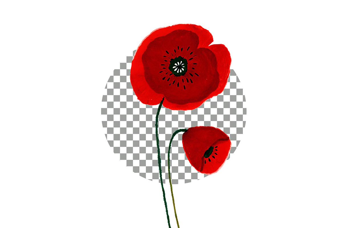 Watercolor Poppy Flowers, a Decorative Illustration by crafty (Photo 4 of 11)