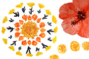 Watercolor Floral Mandalas - DIY Set, an Illustration by amyxbao (Thumbnail 2 of 6)