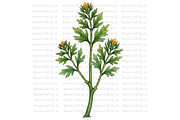 Hemlock Seed Pod, a Decorative Illustration by Bloom Craft Creations (Thumbnail 5 of 13)