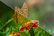 Nature Photoshop Actions 220 Bundle, an Action Add-On by ARTNEST (Thumbnail 5 of 12)