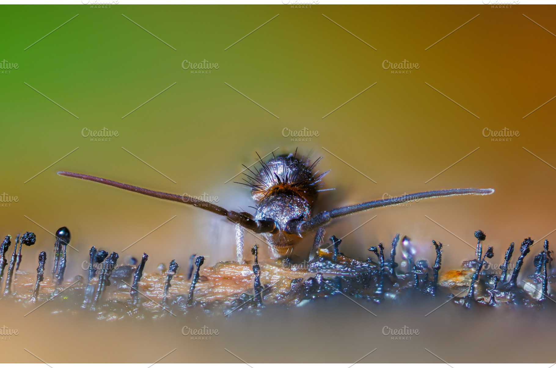 Slender springtail, Orchesella, an Animal Photo by Lukas Jonaitis SHOP