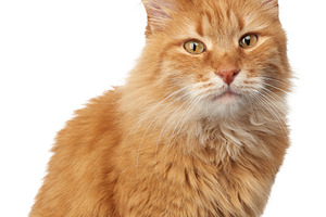 Close-up of a beautiful ginger fluffy cat with long hair sitting, an Animal Photo by ndanko